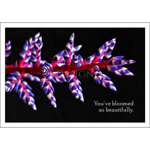 Red White Blue Orchid Card